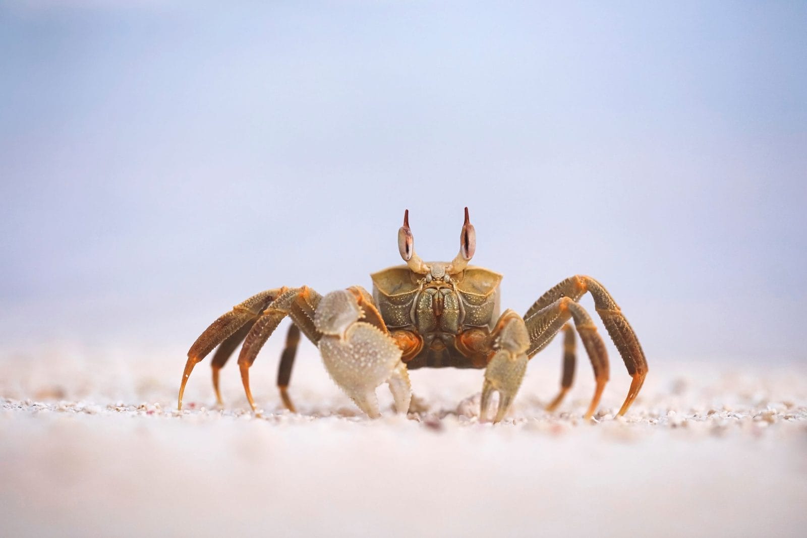 Horned ghost crab on the Maldives beach