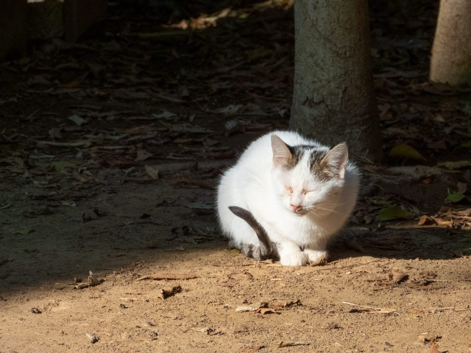 white cat outside stray