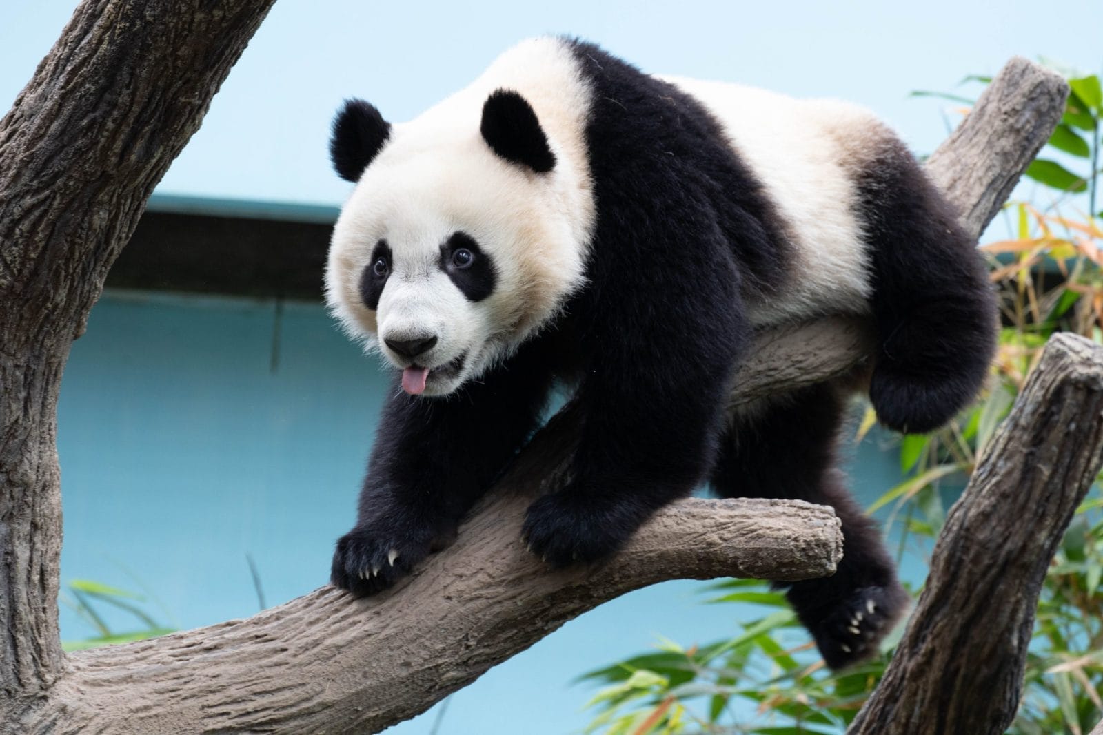 Le Le the giant panda on a tree limb