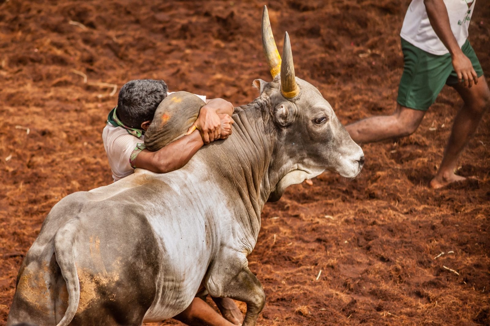 Man trying to hold on to bull in Tamil Nadu