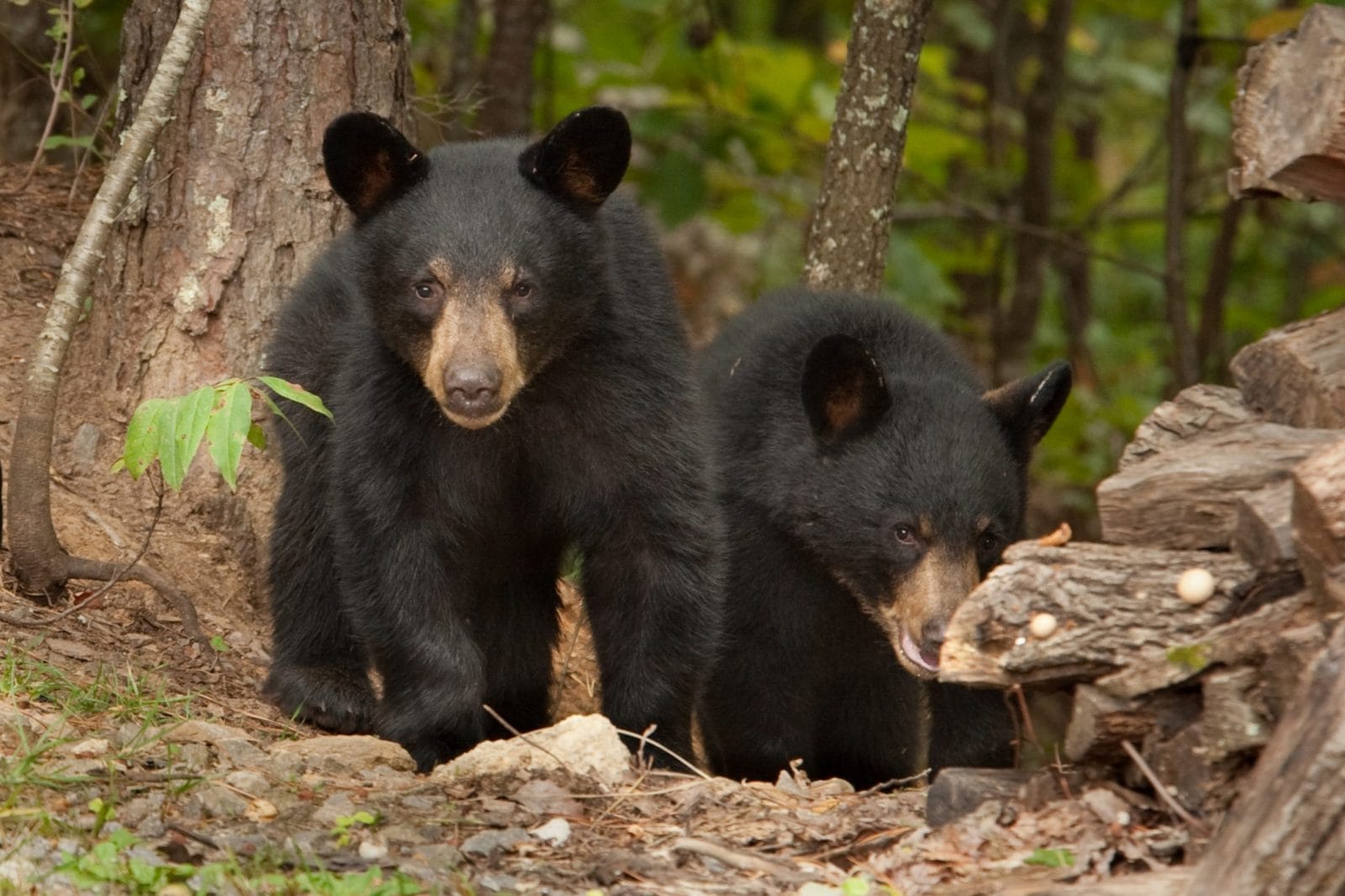 two young black bear siblings