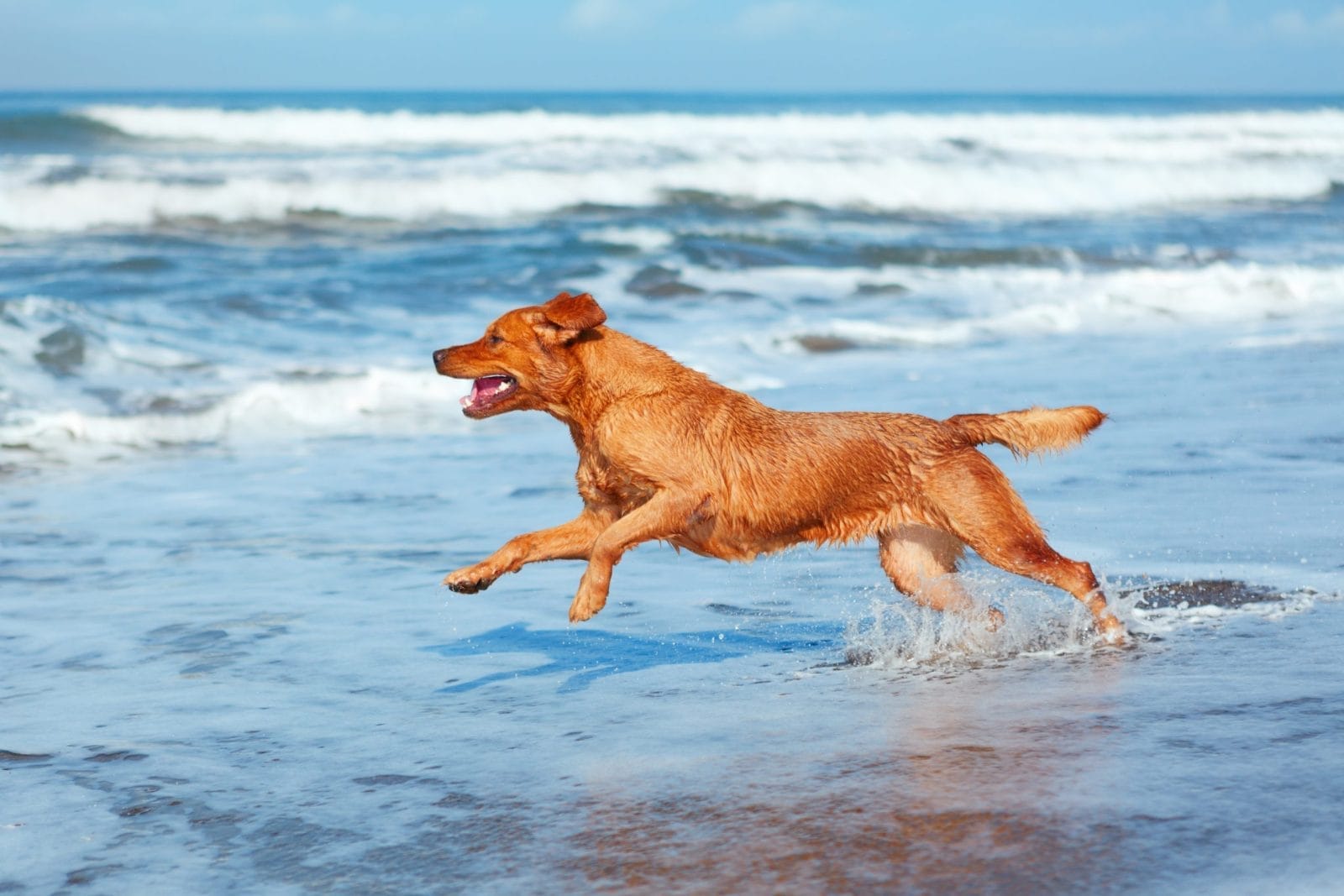 Photo of golden retriever walking on sand beach