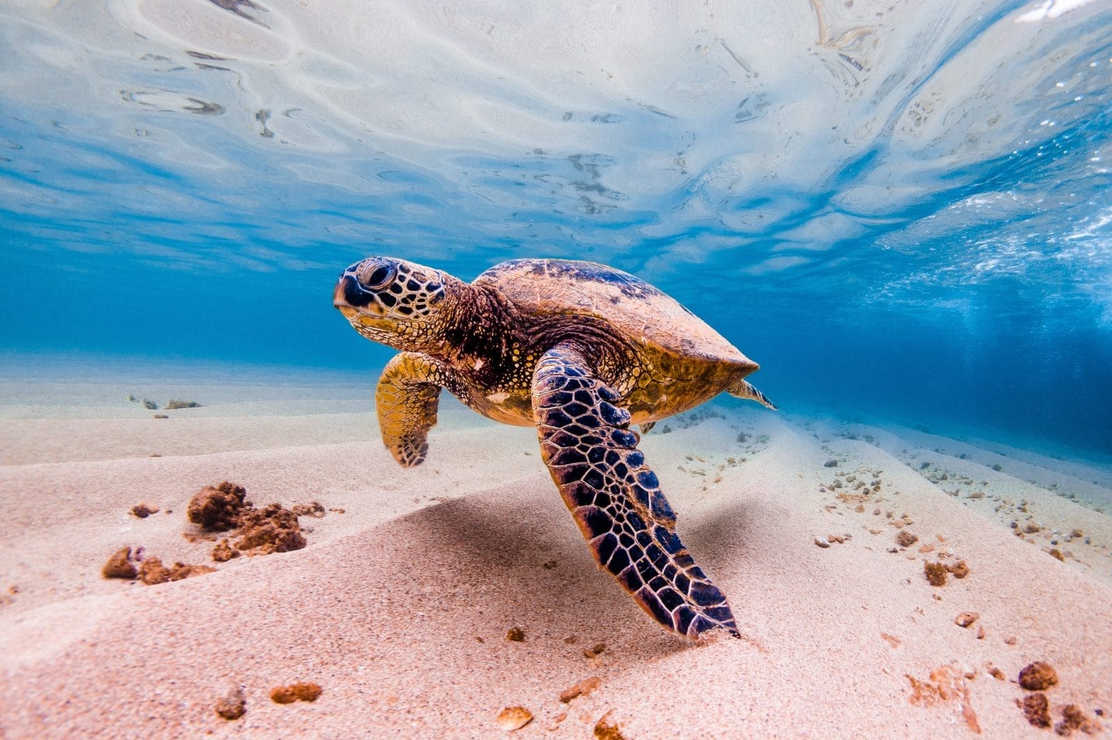 endangered Hawaiian Green Sea Turtle