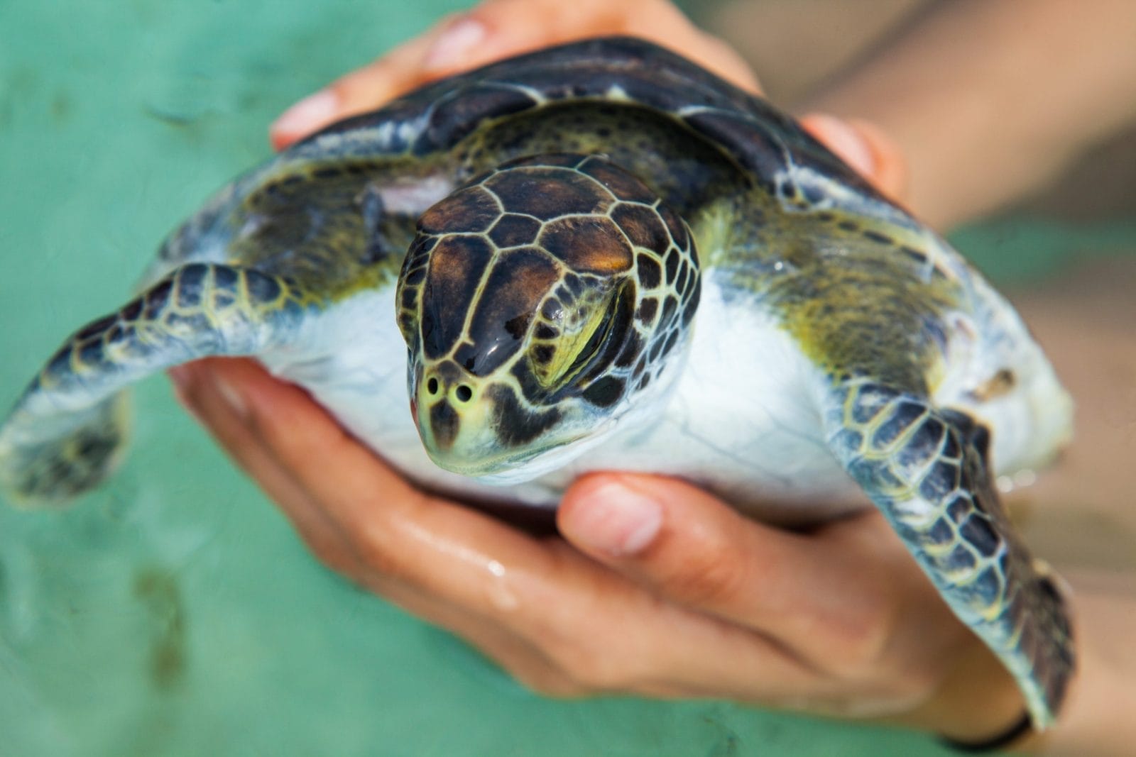 panama sea turtles
