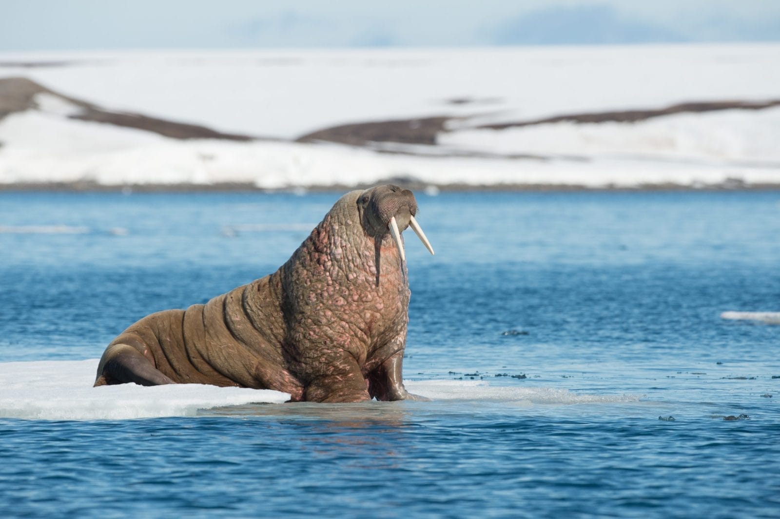 walrus in spitzbergen