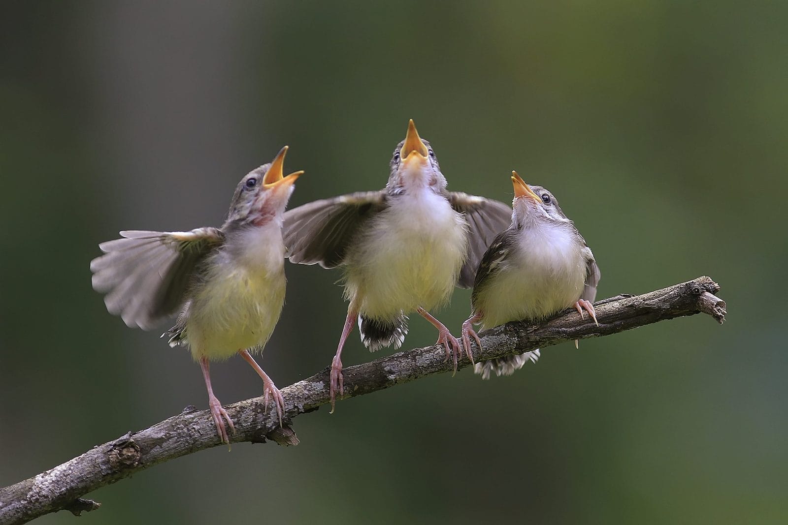 birds singing