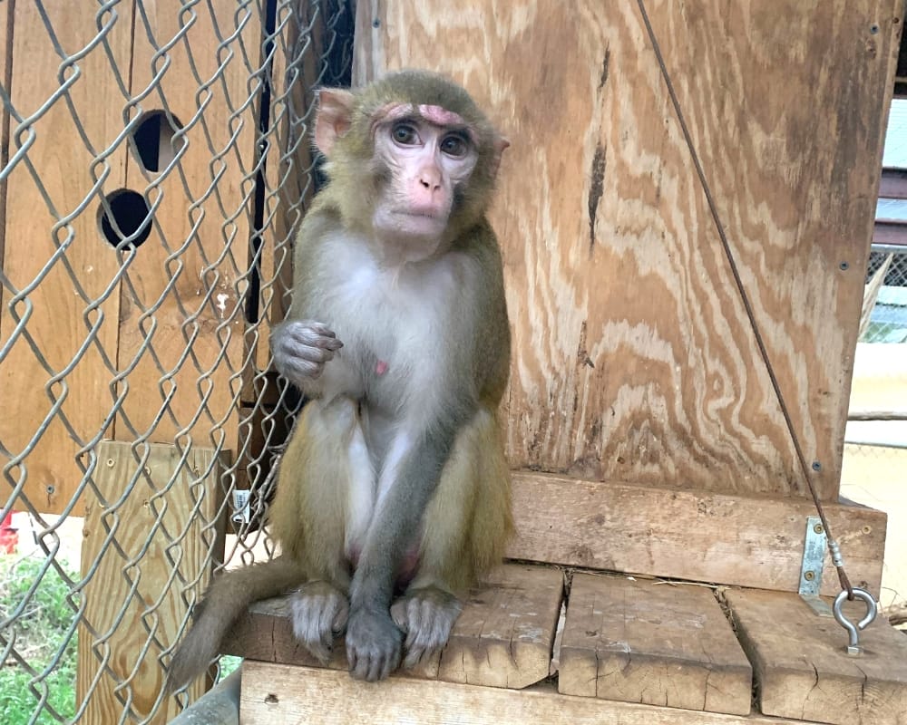 Lyla shortly after arriving at the Born Free USA Primate Sanctuary. Photo: Born Free USA.