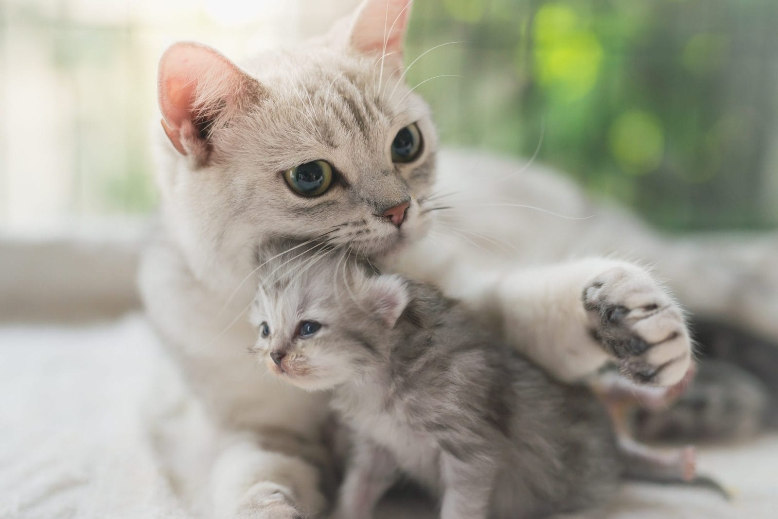 mother cat and baby