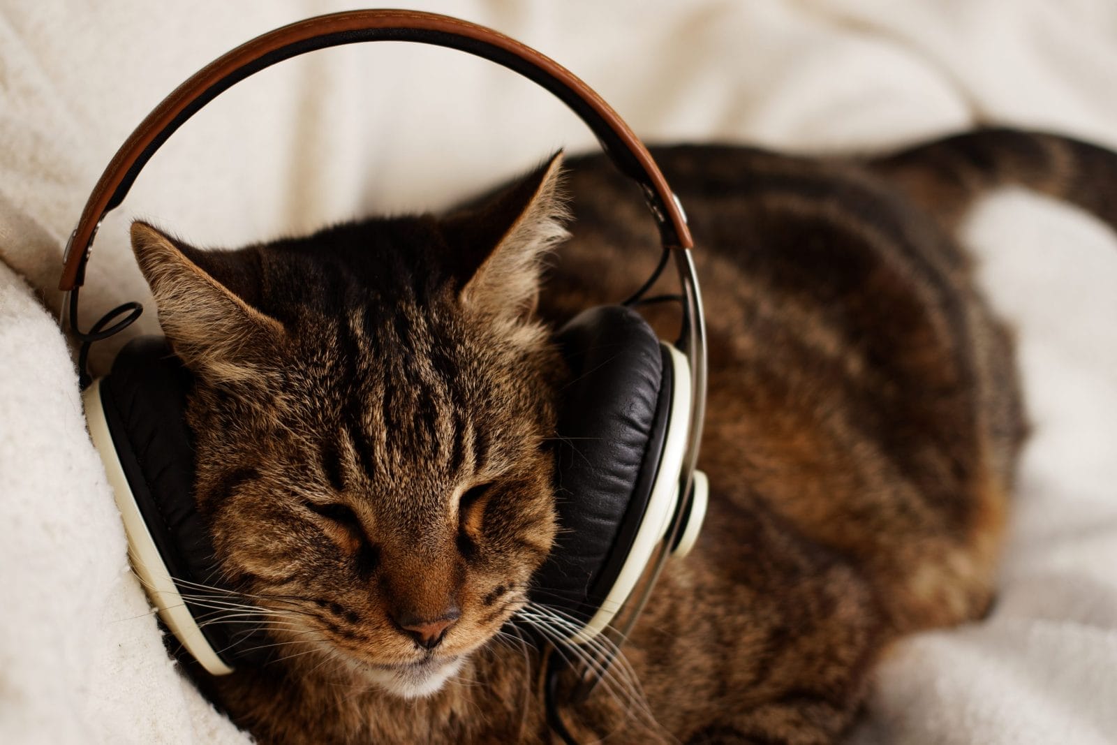 cat listening to music