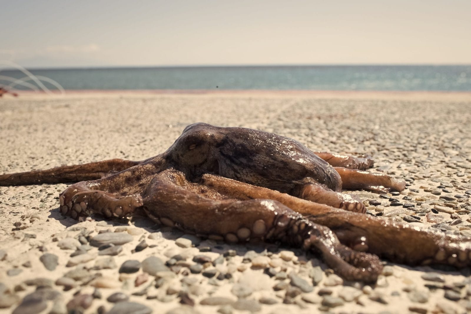 Octopus on rocky beach near the sea