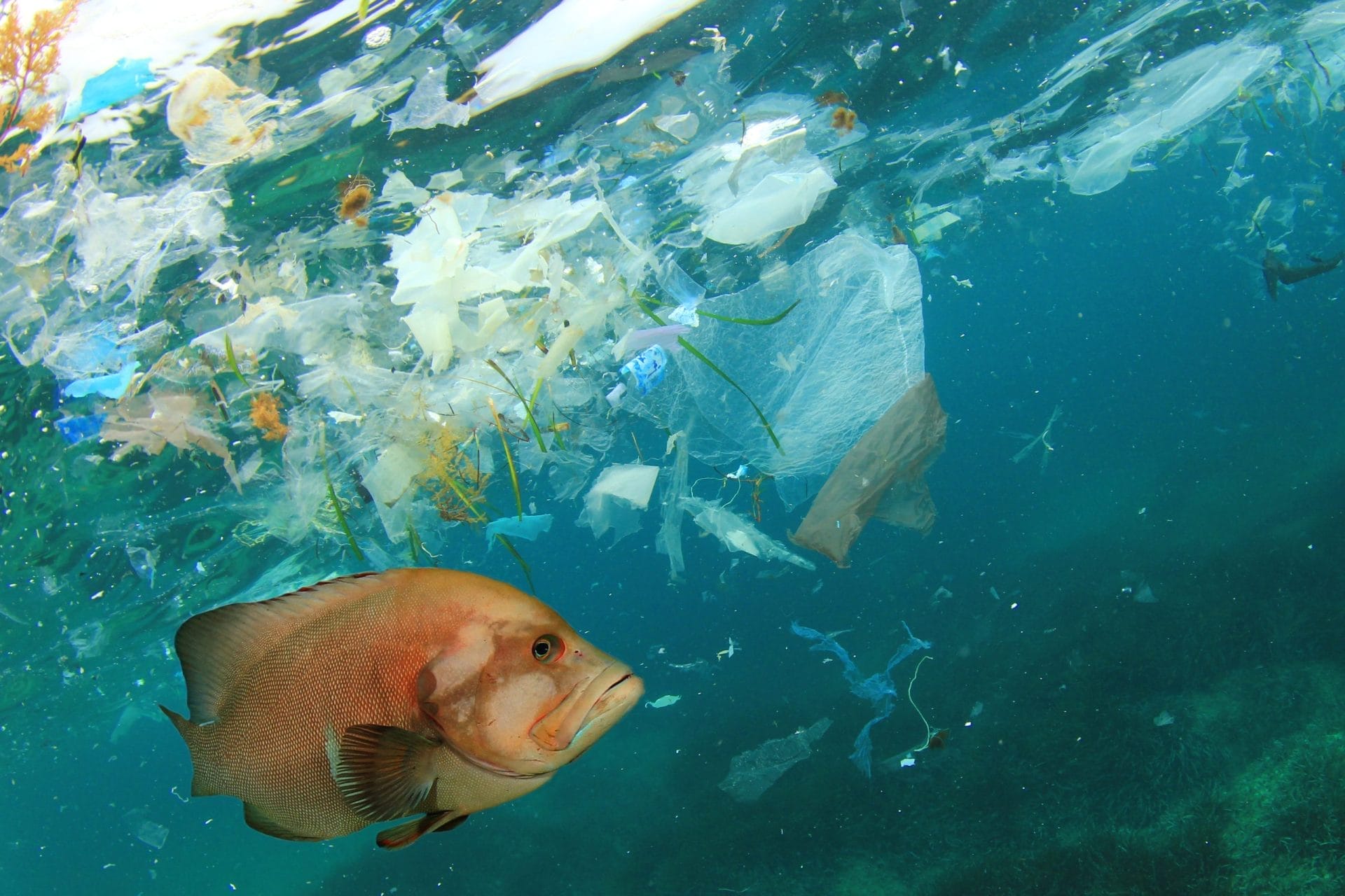 Fishing swimming next to plastic