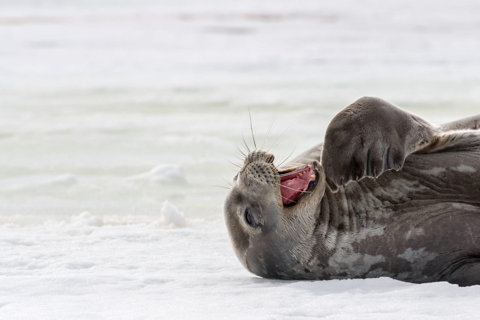 seal laughing