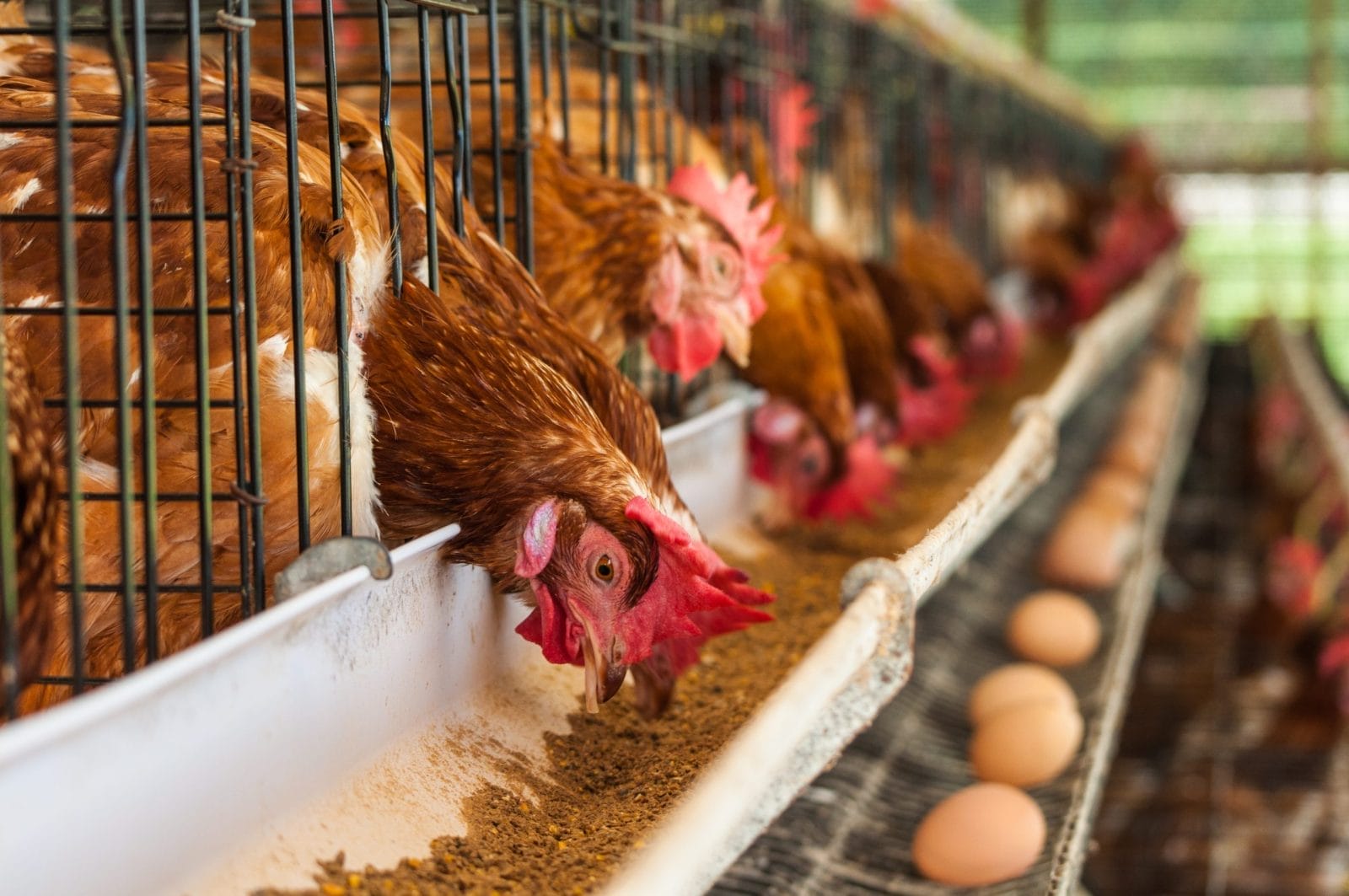 Hundreds of chicken eggs