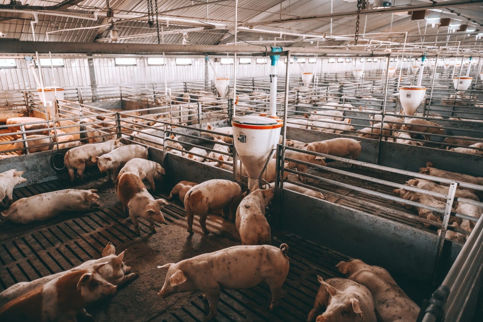 Lots of pigs in animal shed eating, standing and lying