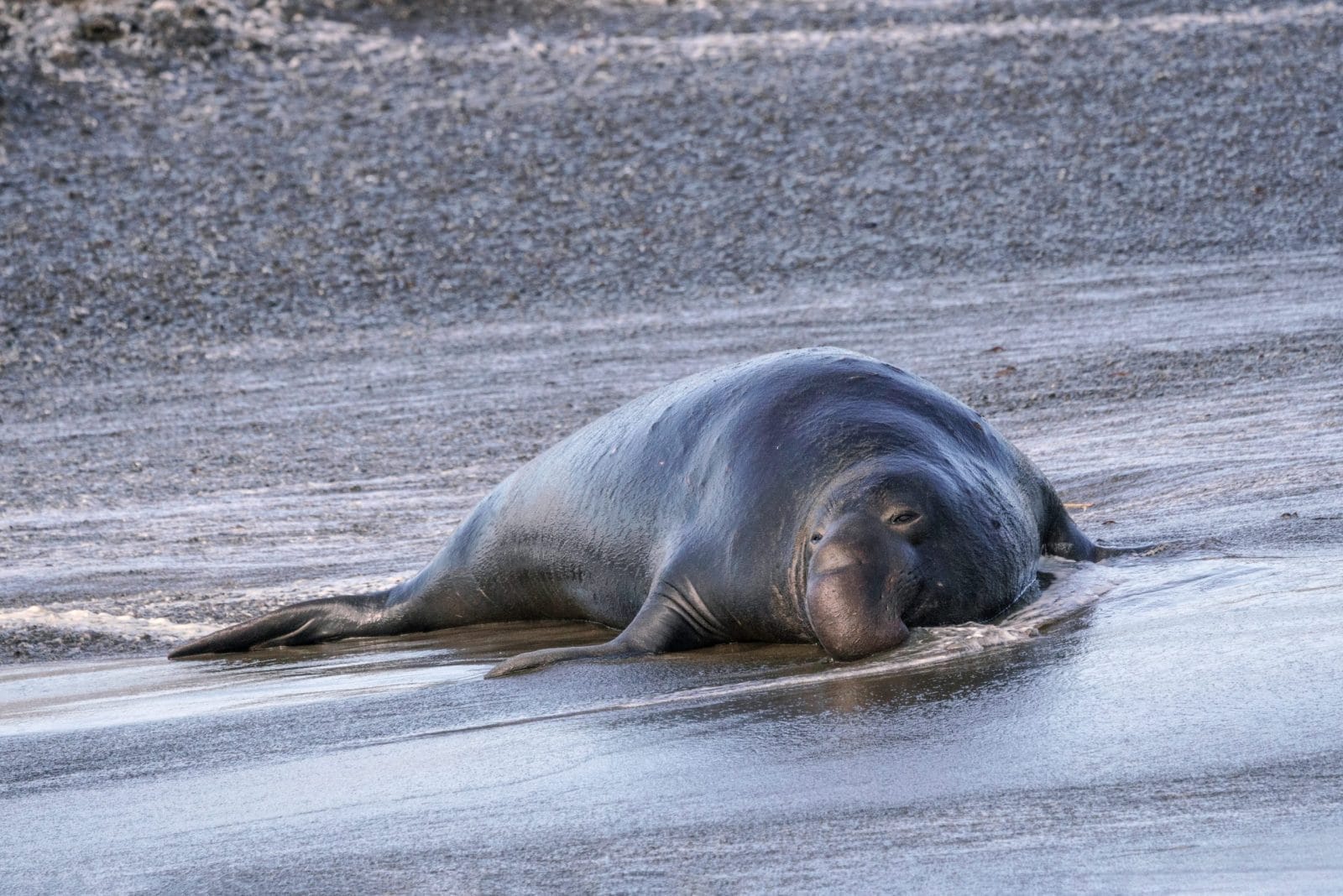 northern elephant seal