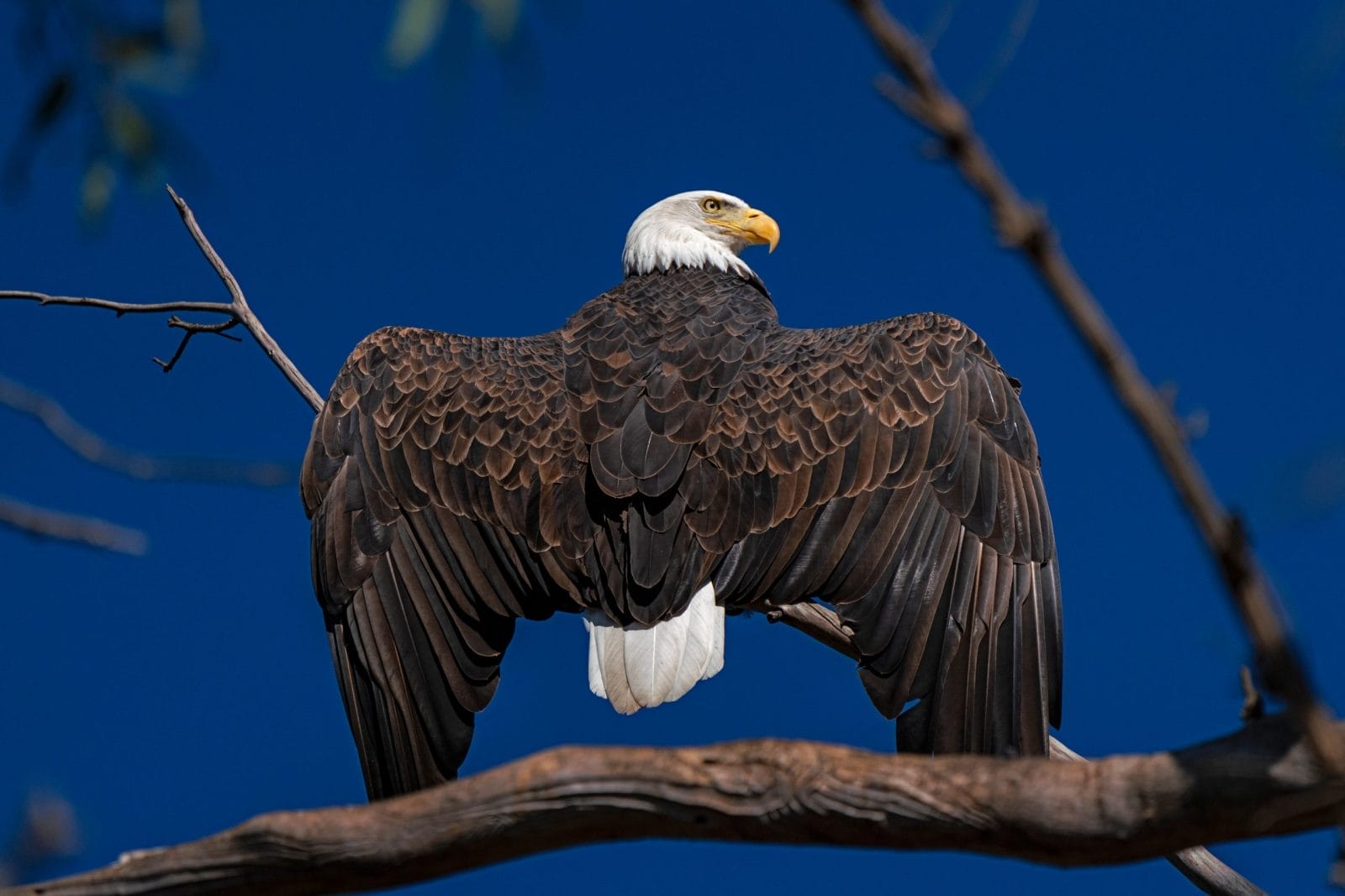 bald eagle in california