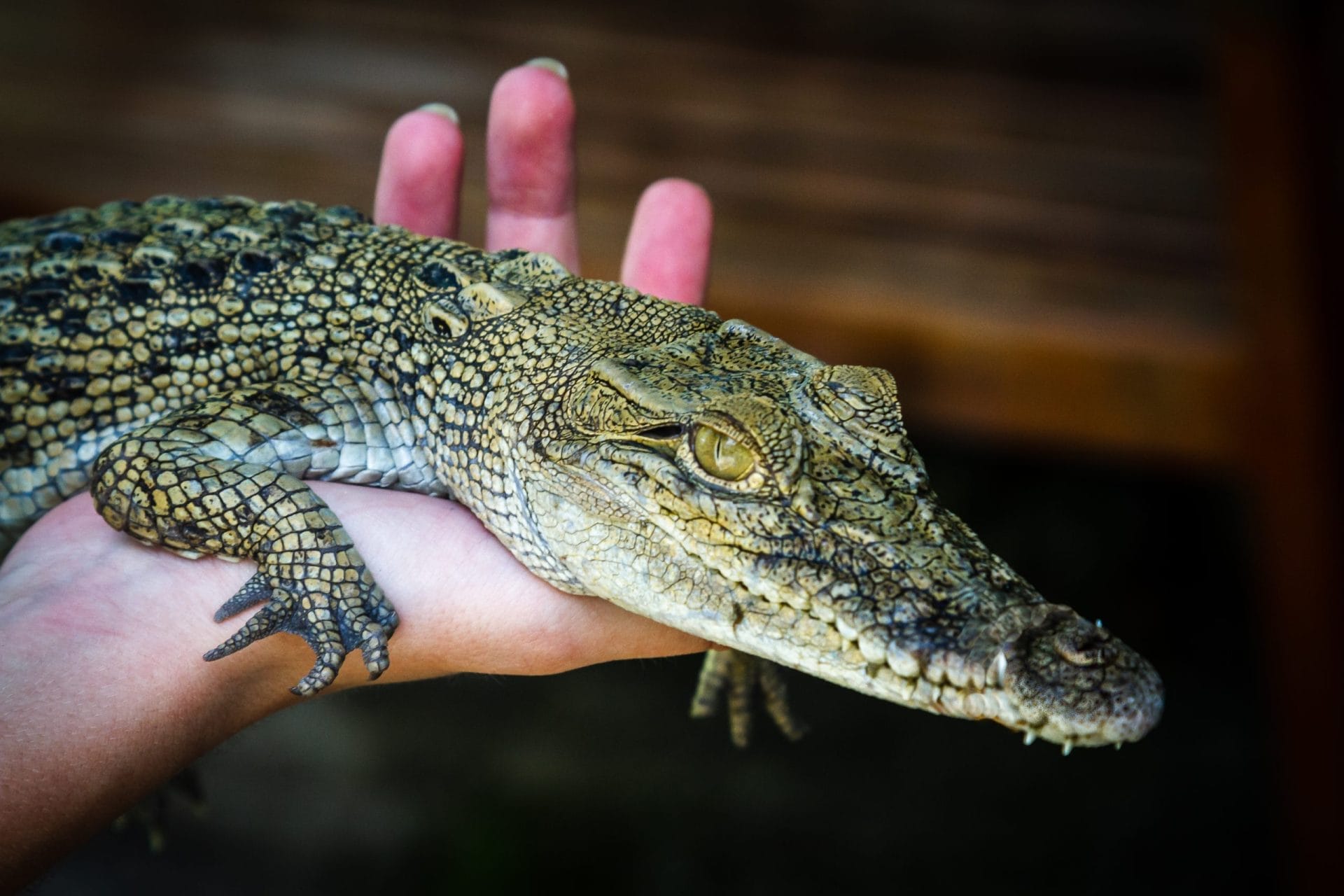 Someone holding a baby crocodile