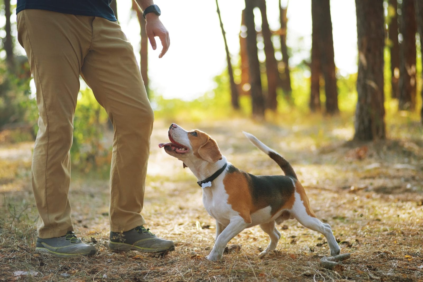 dog on walk