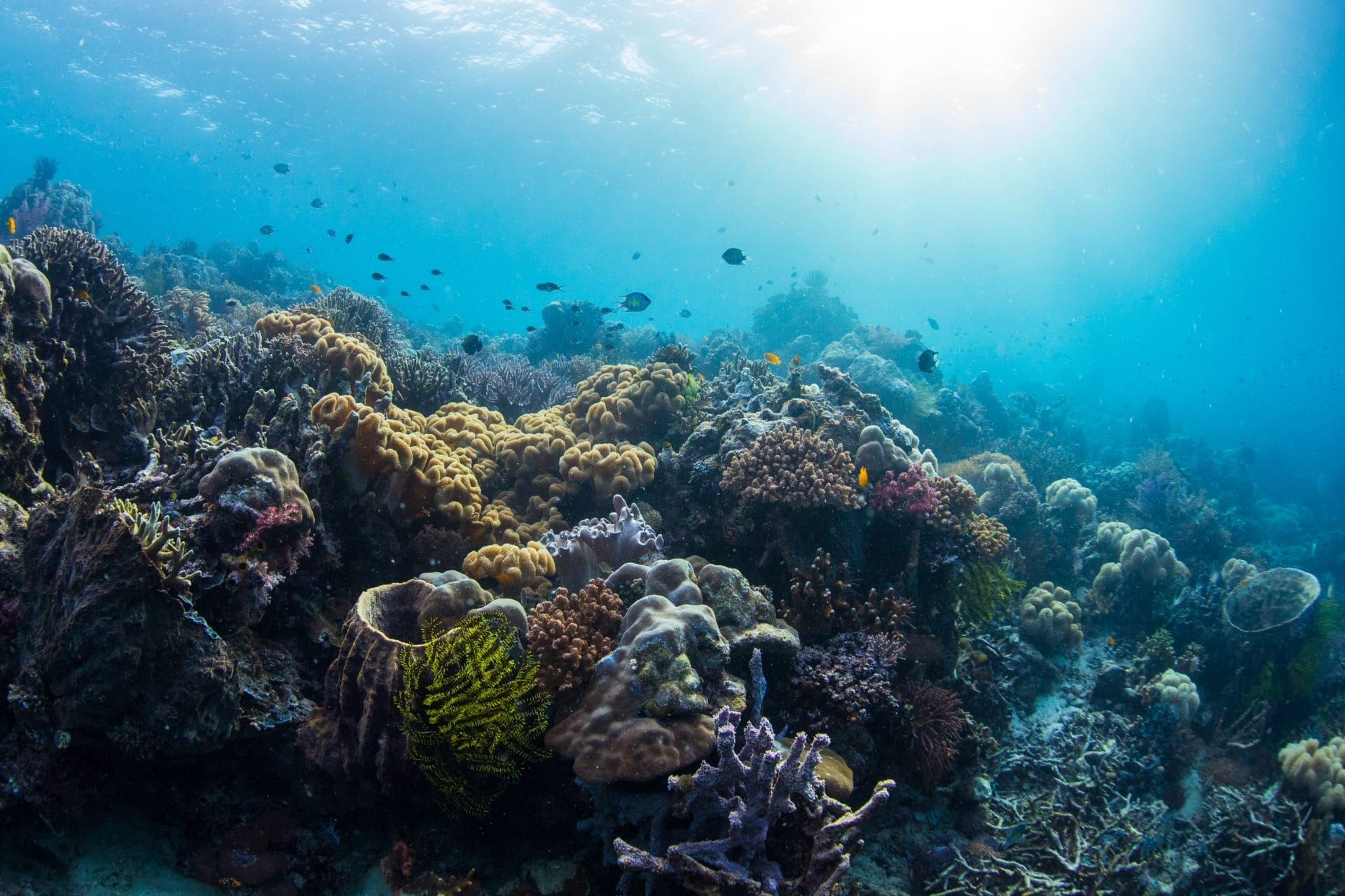 Coral reef