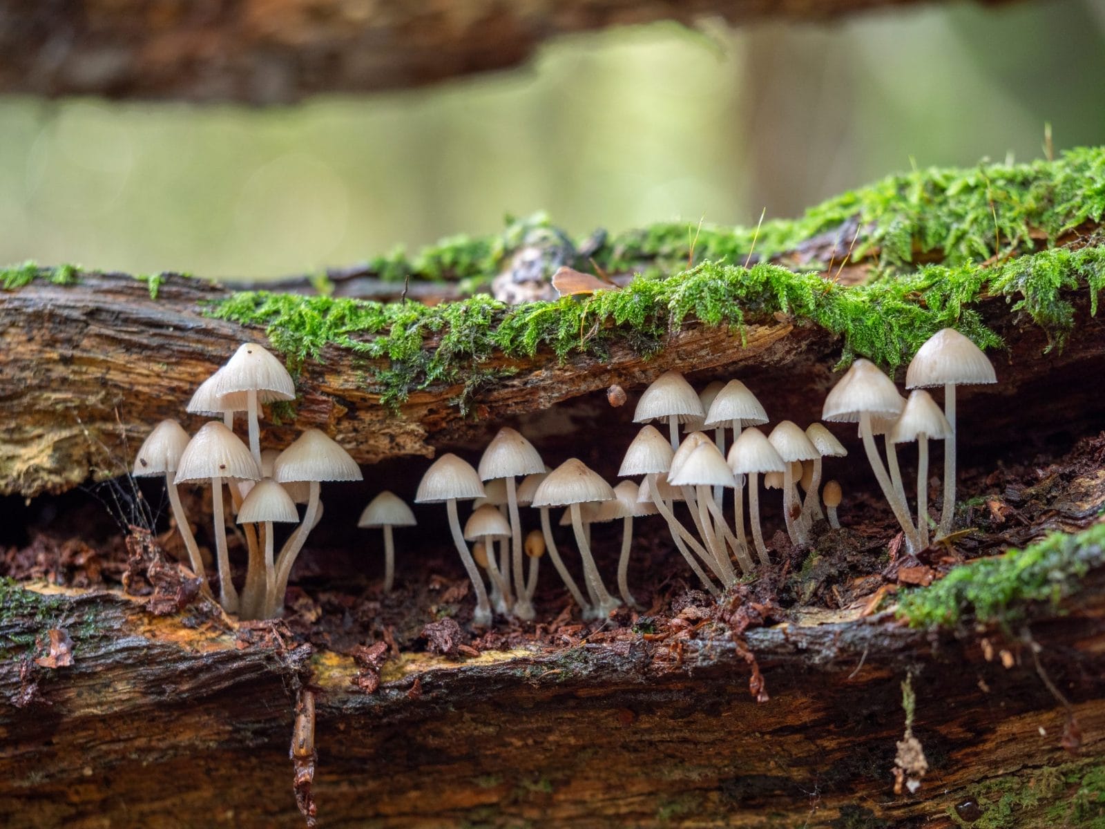 White Mushroom