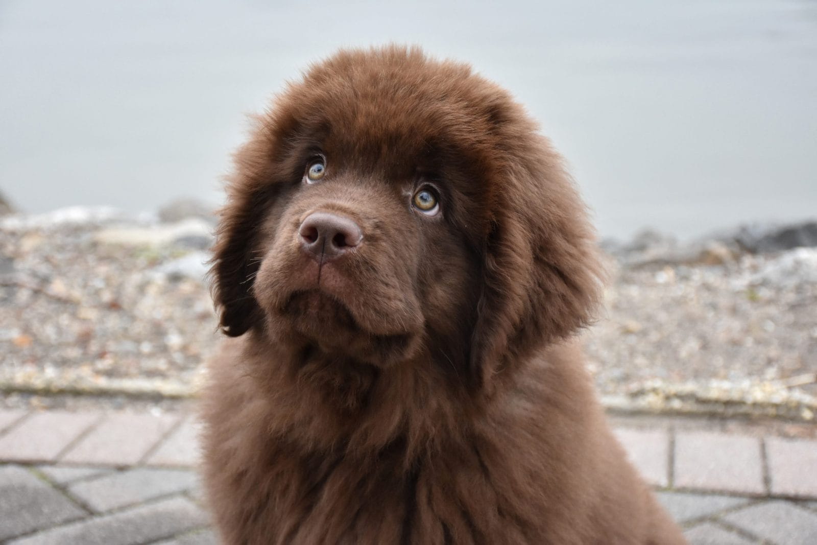 newfoundland puppy