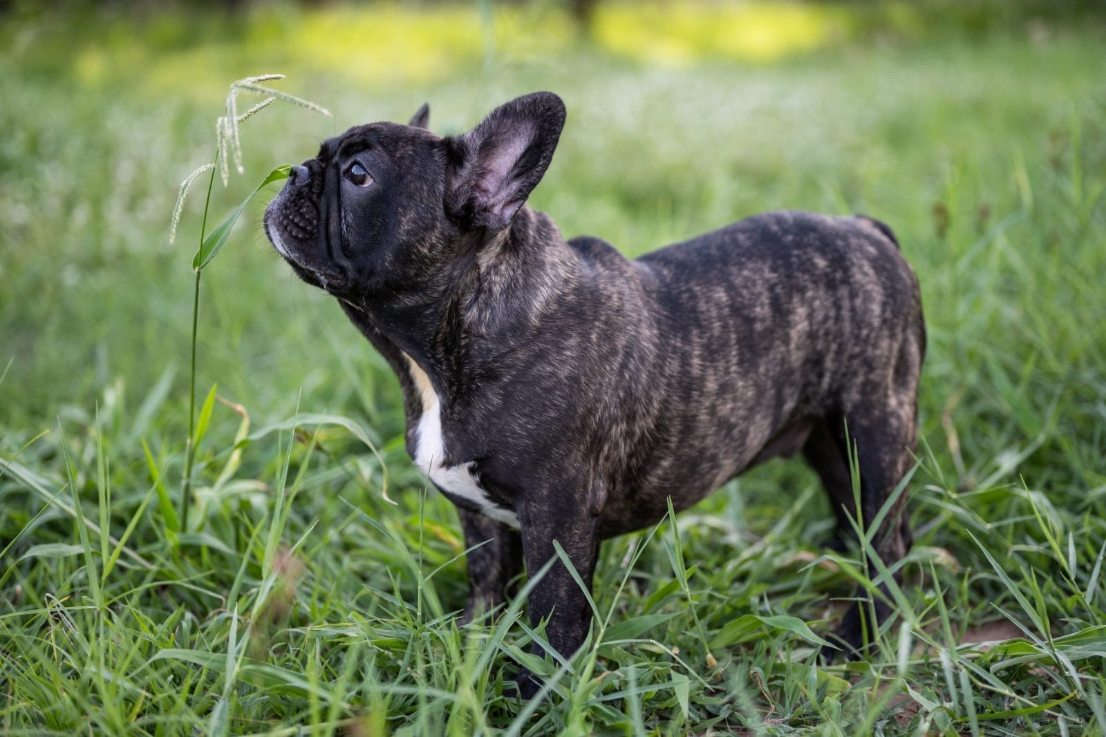 frenchie