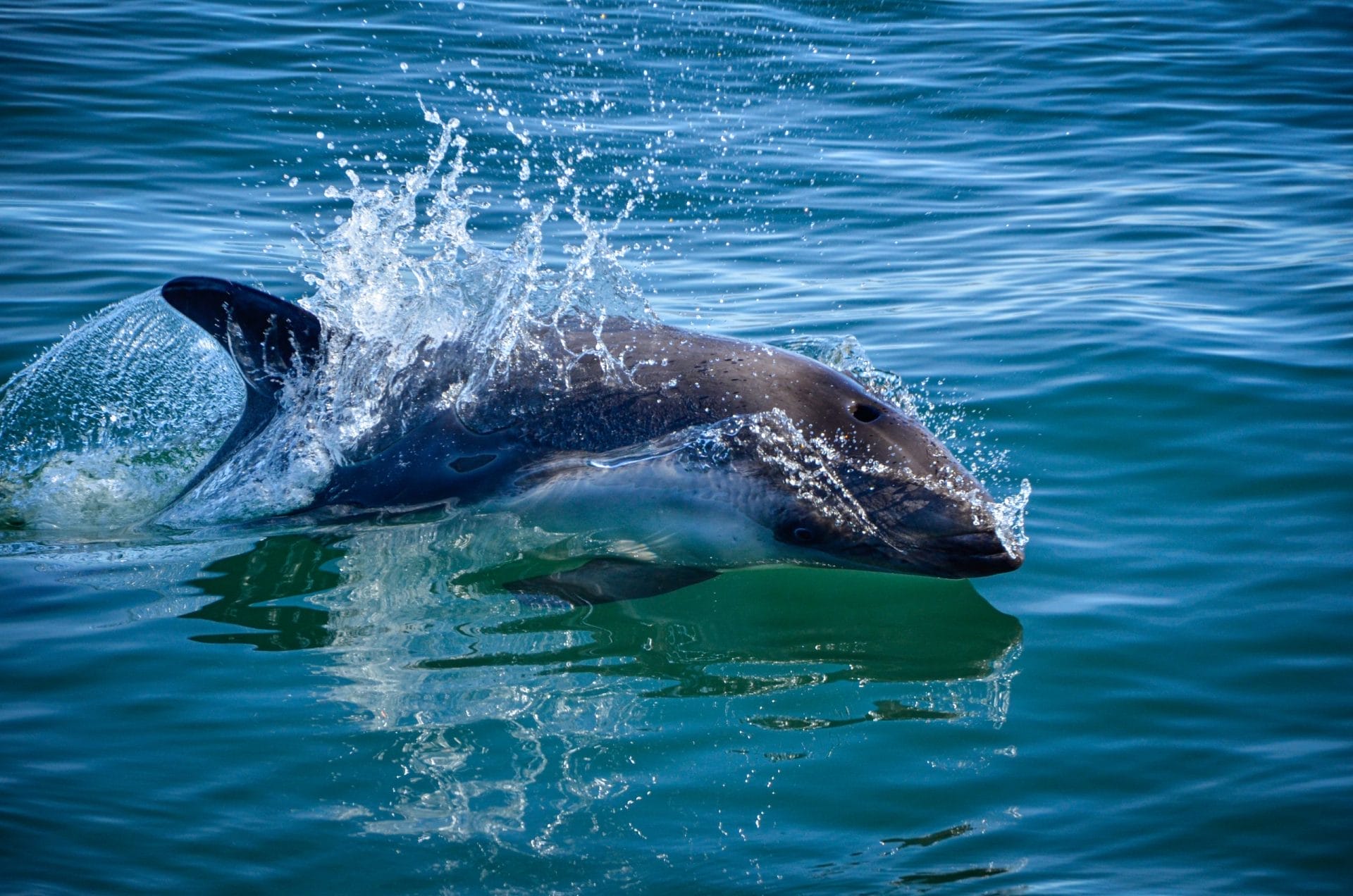 Dolphin breaking the surface of the water