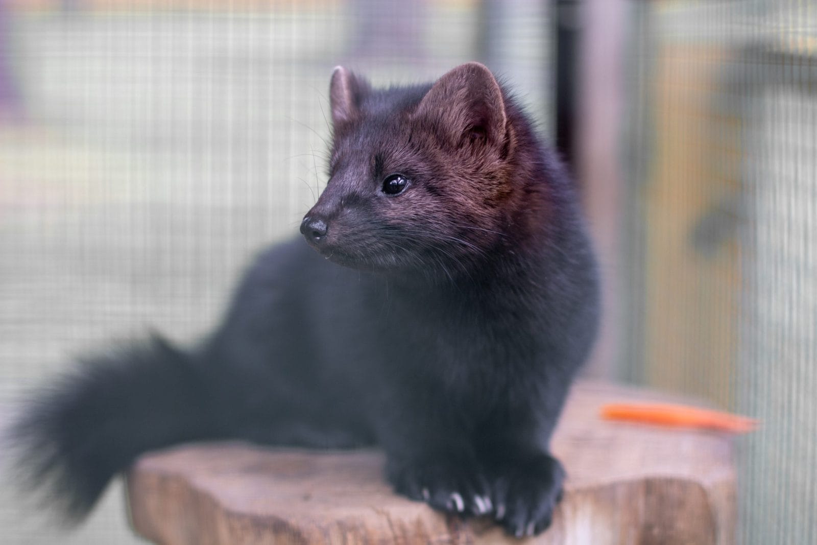 mink european
