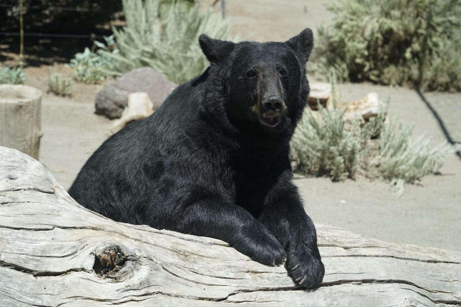 Black Bear named Gracie resting on a log