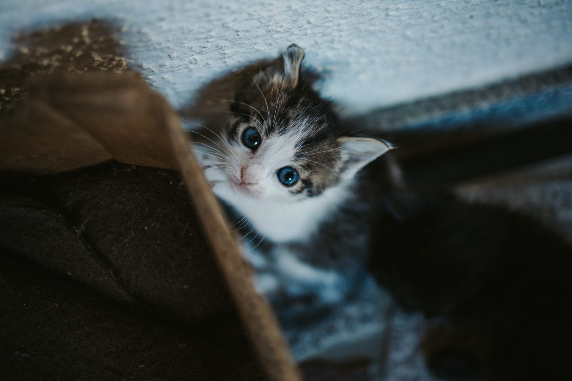 Scared-looking kitten
