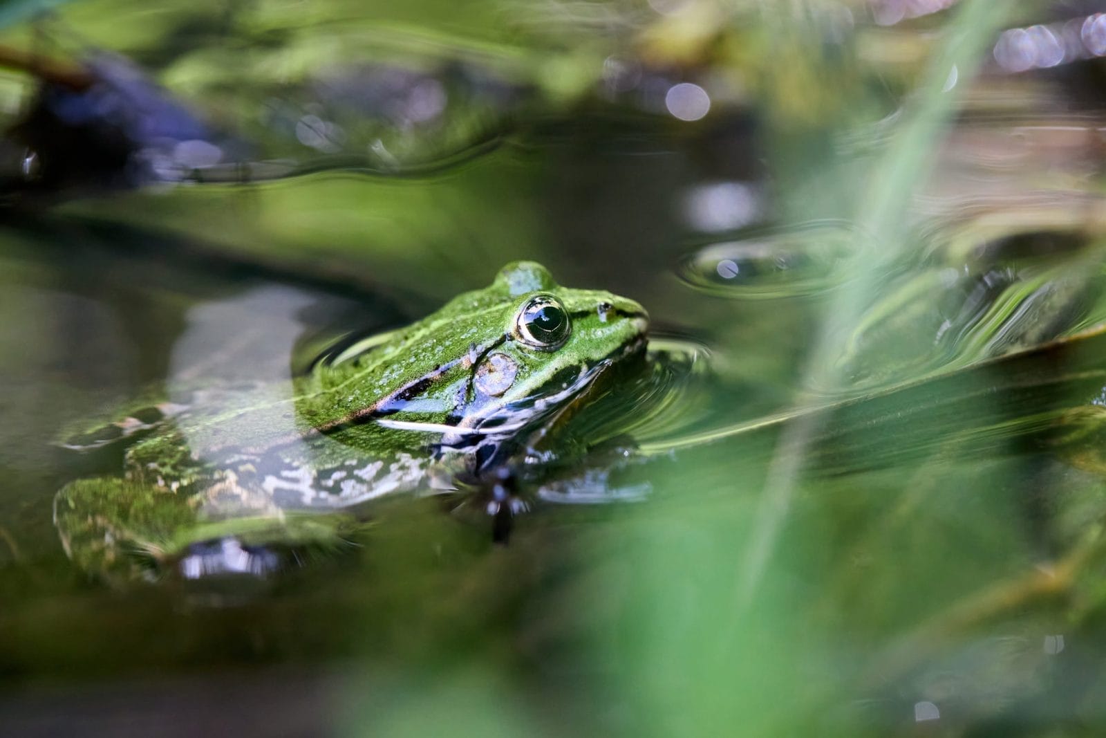 common water frog or green frog