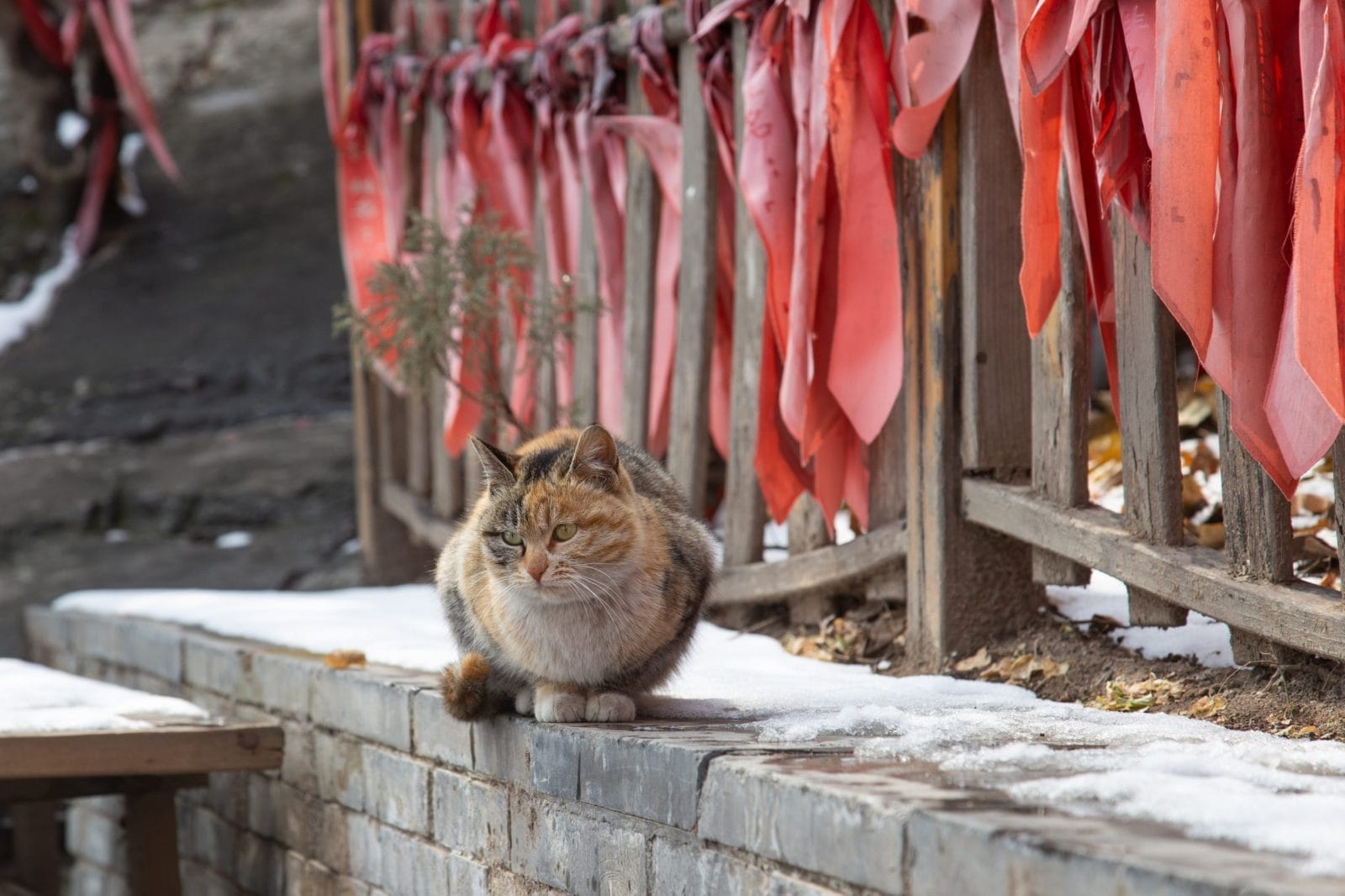 beijing cat