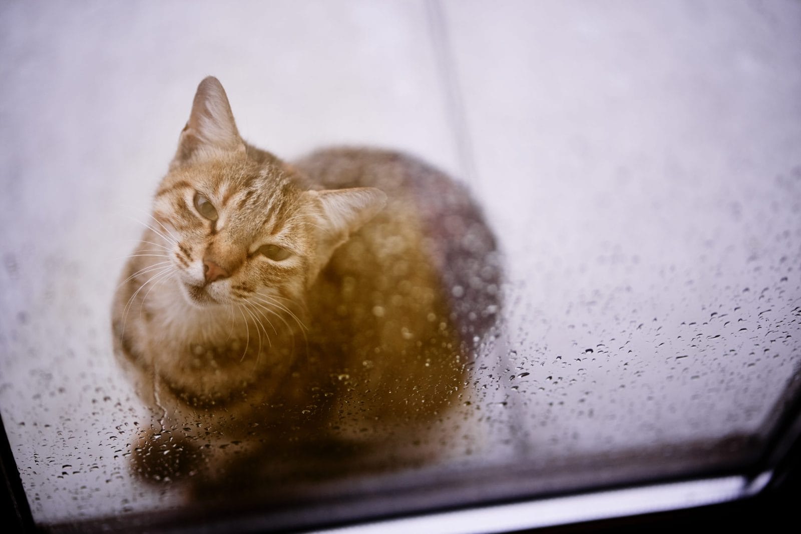 cat in the rain