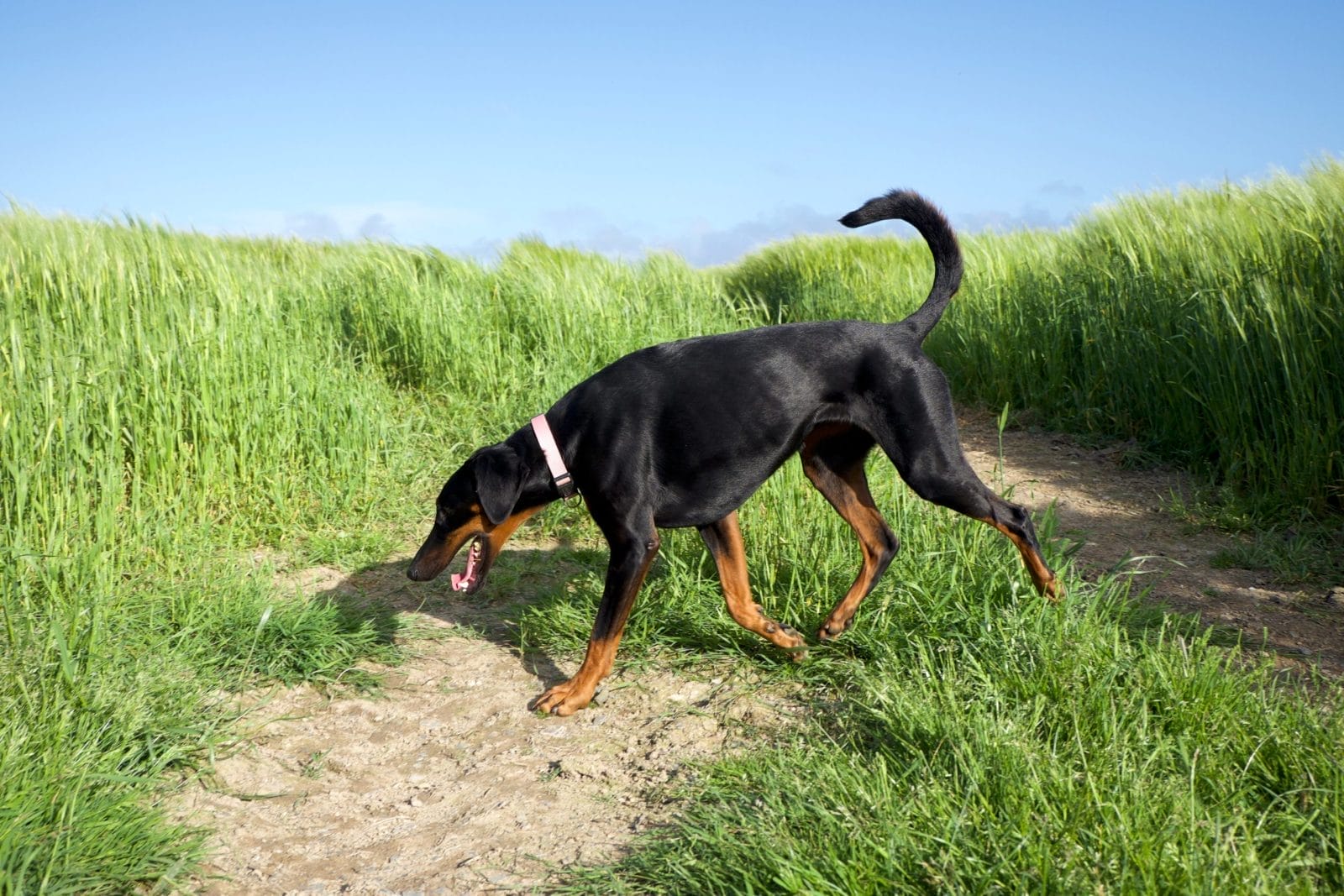 doberman dog walking