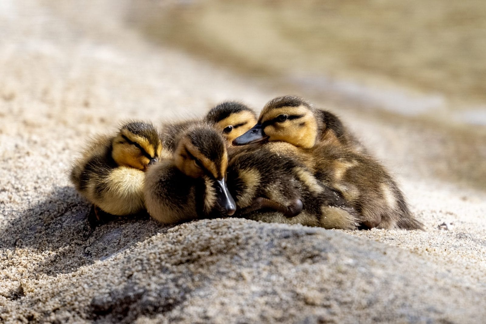 ducklings