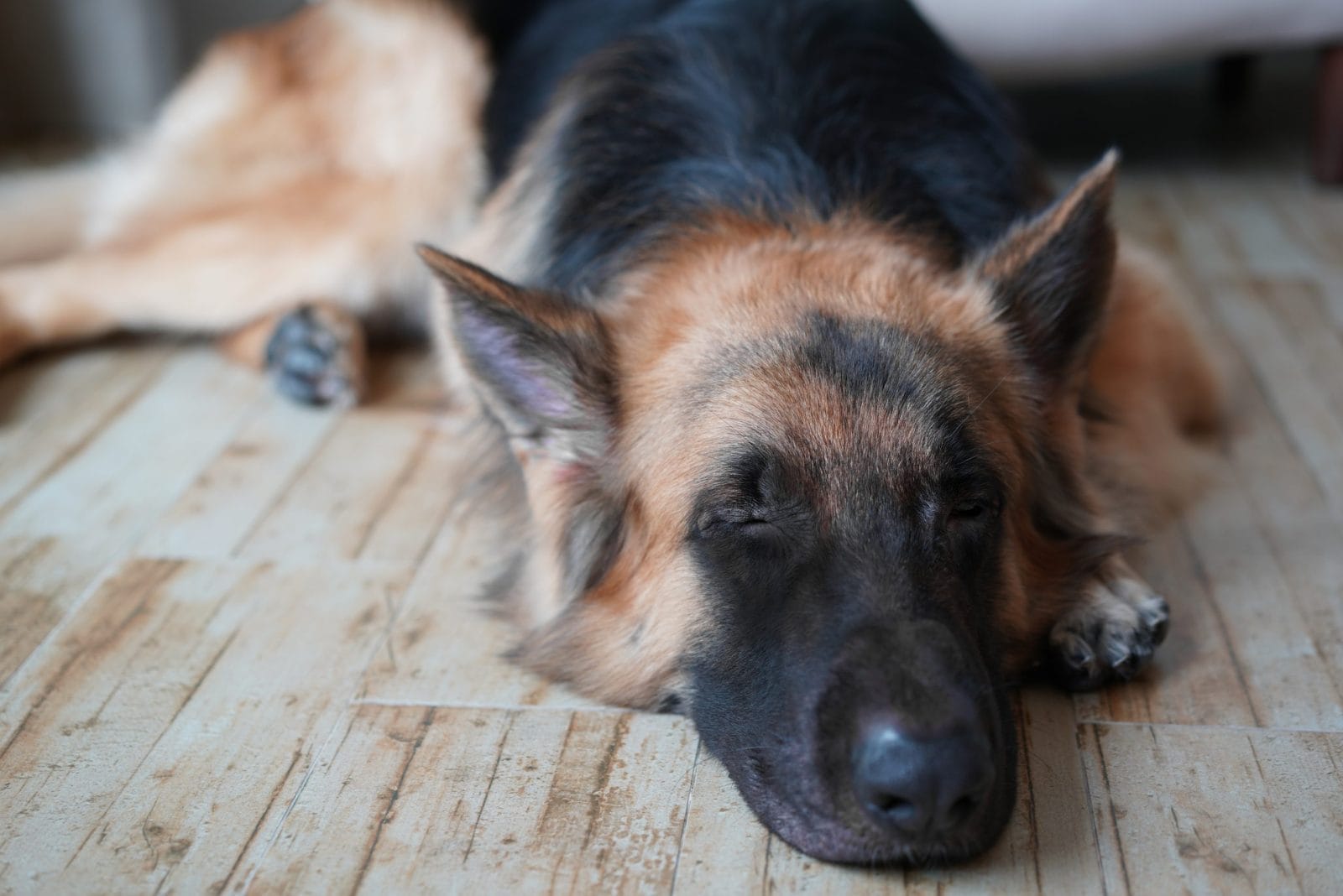 german shepherd