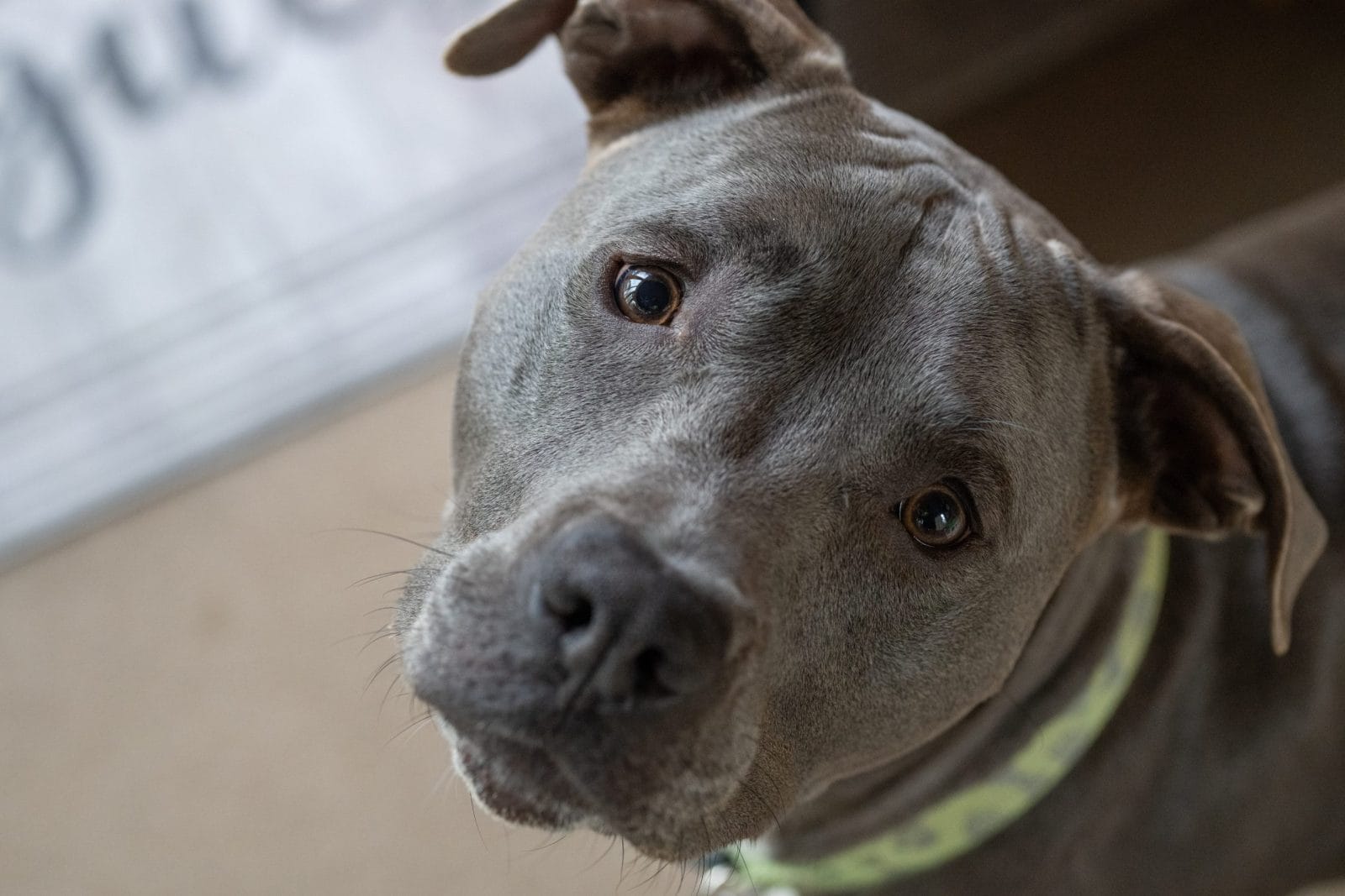 pitbull cute