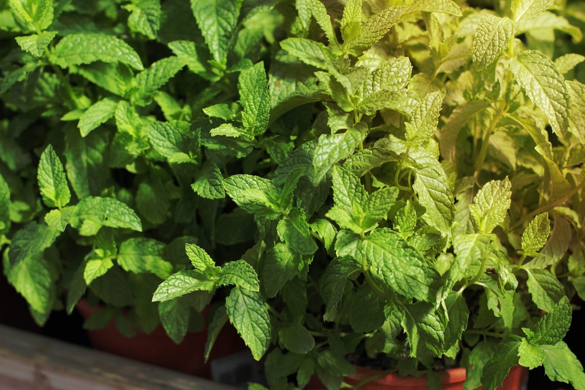 Peppermint plant
