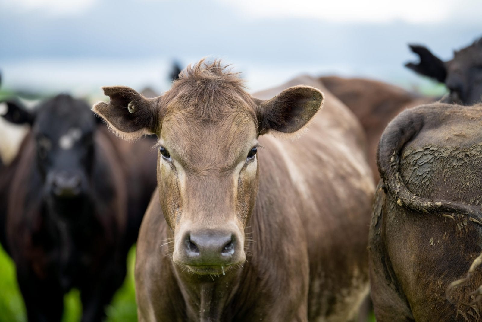 cows standing in a field