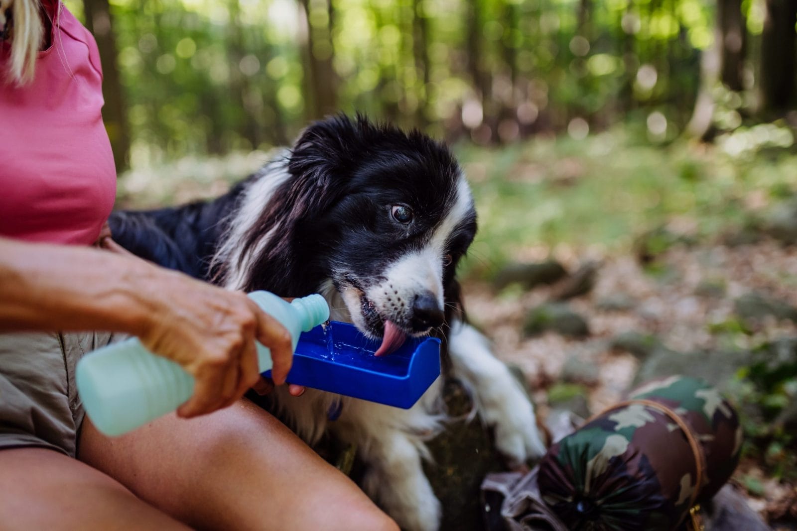 dog being given water by owner on a walk