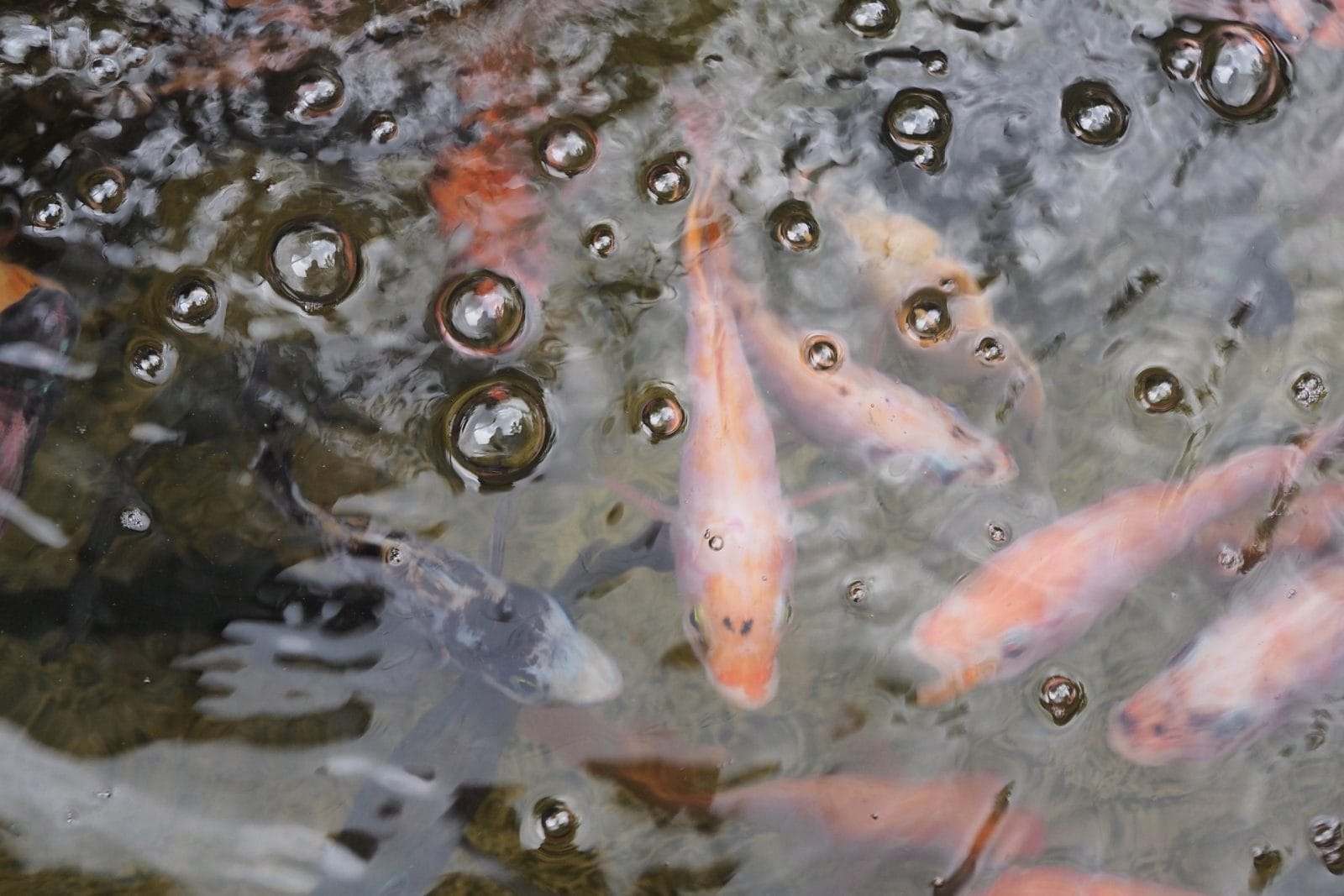 fish in pond