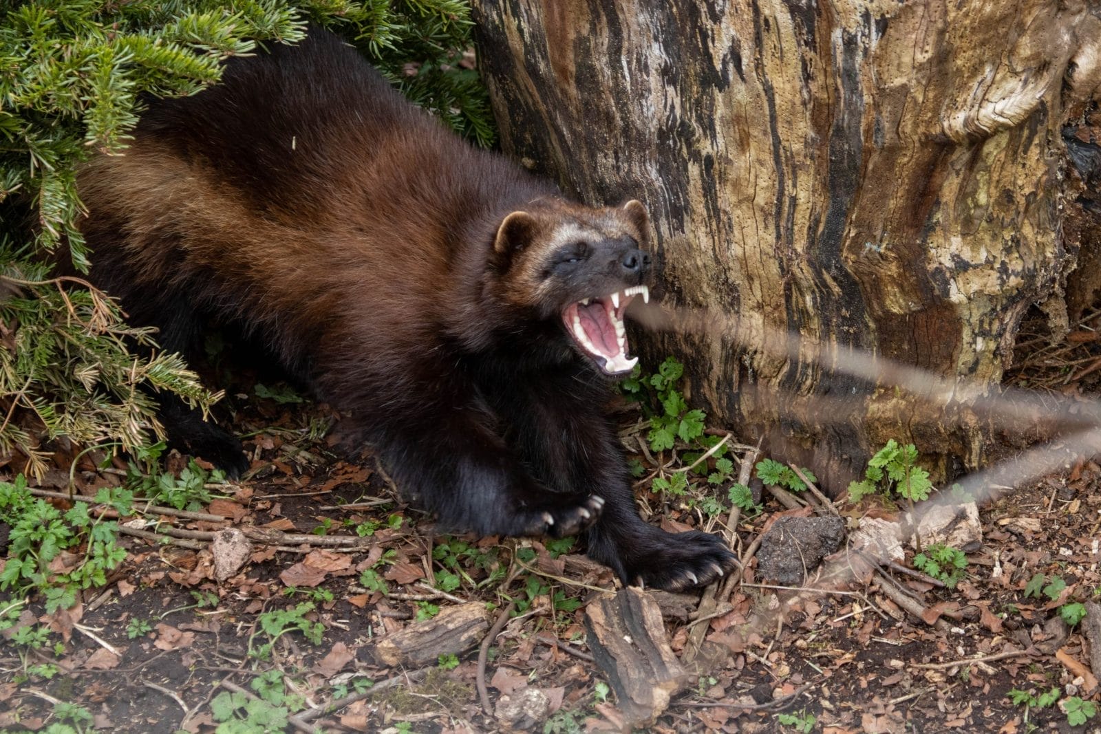 portrait of a female Wolverine
