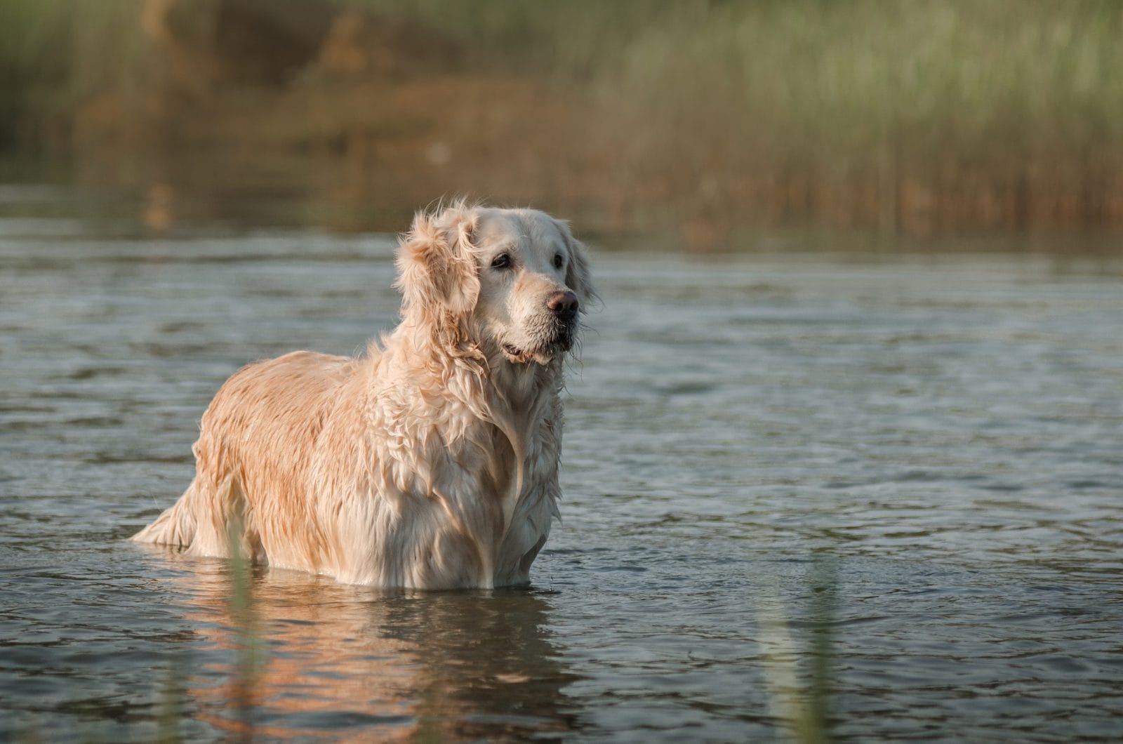 golden retriever