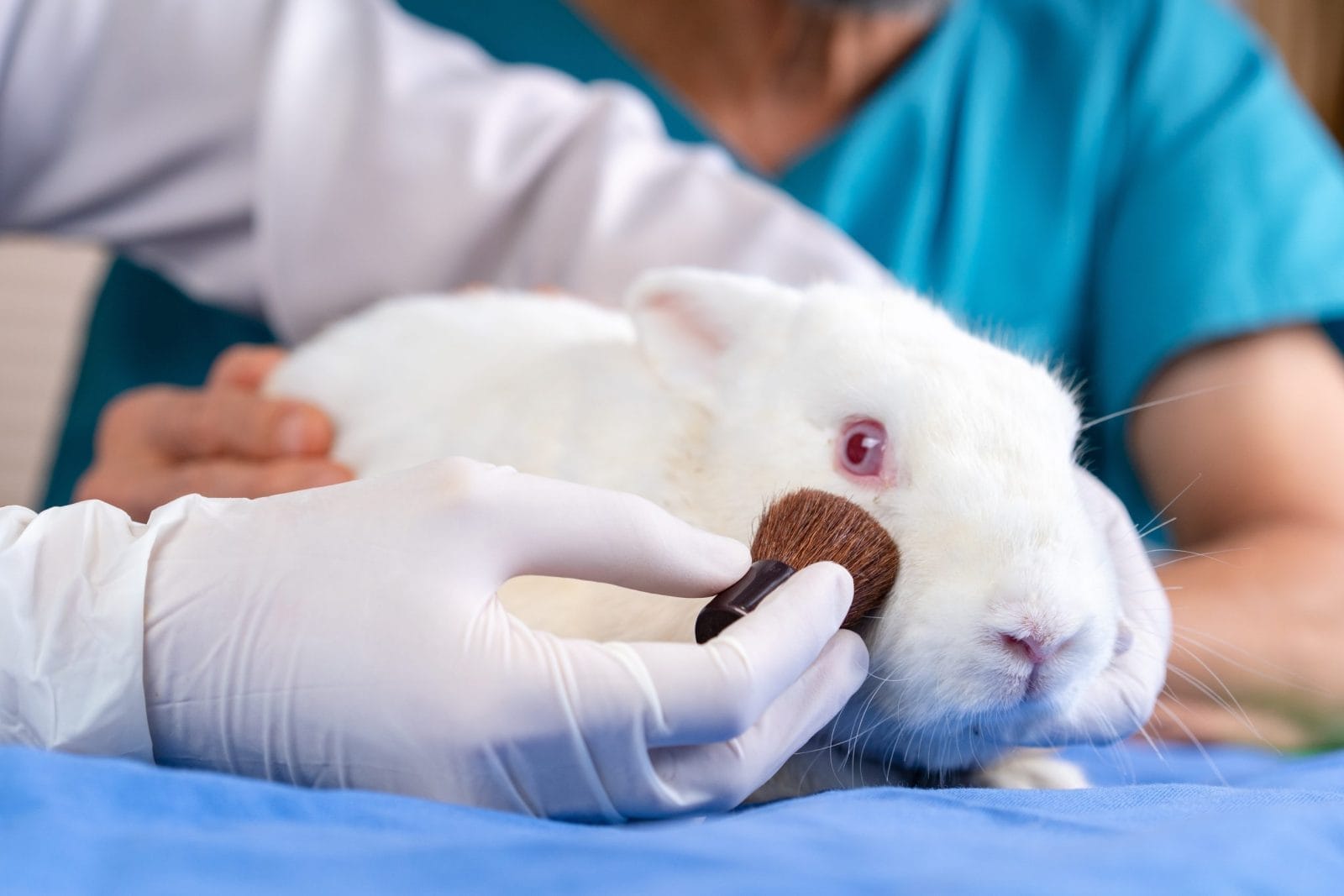 scientist doctor brushing chemical ingredients on a white rabbit skin