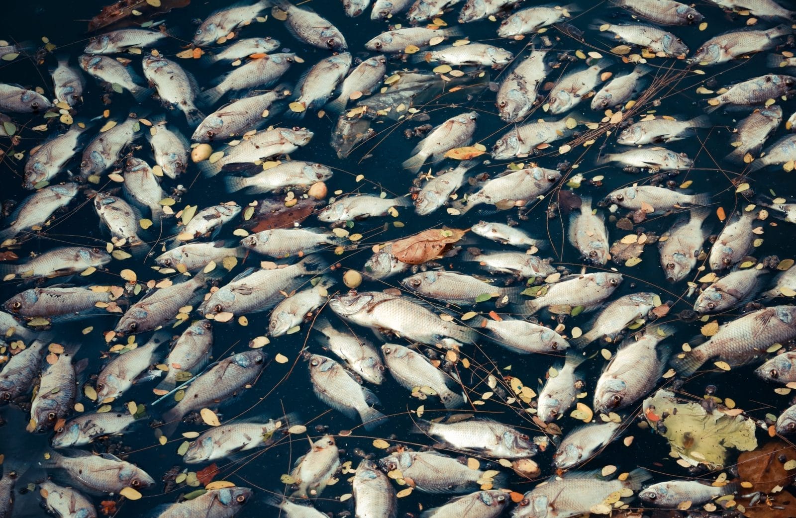 Dead fish float to the surface of the water, pollution polluted