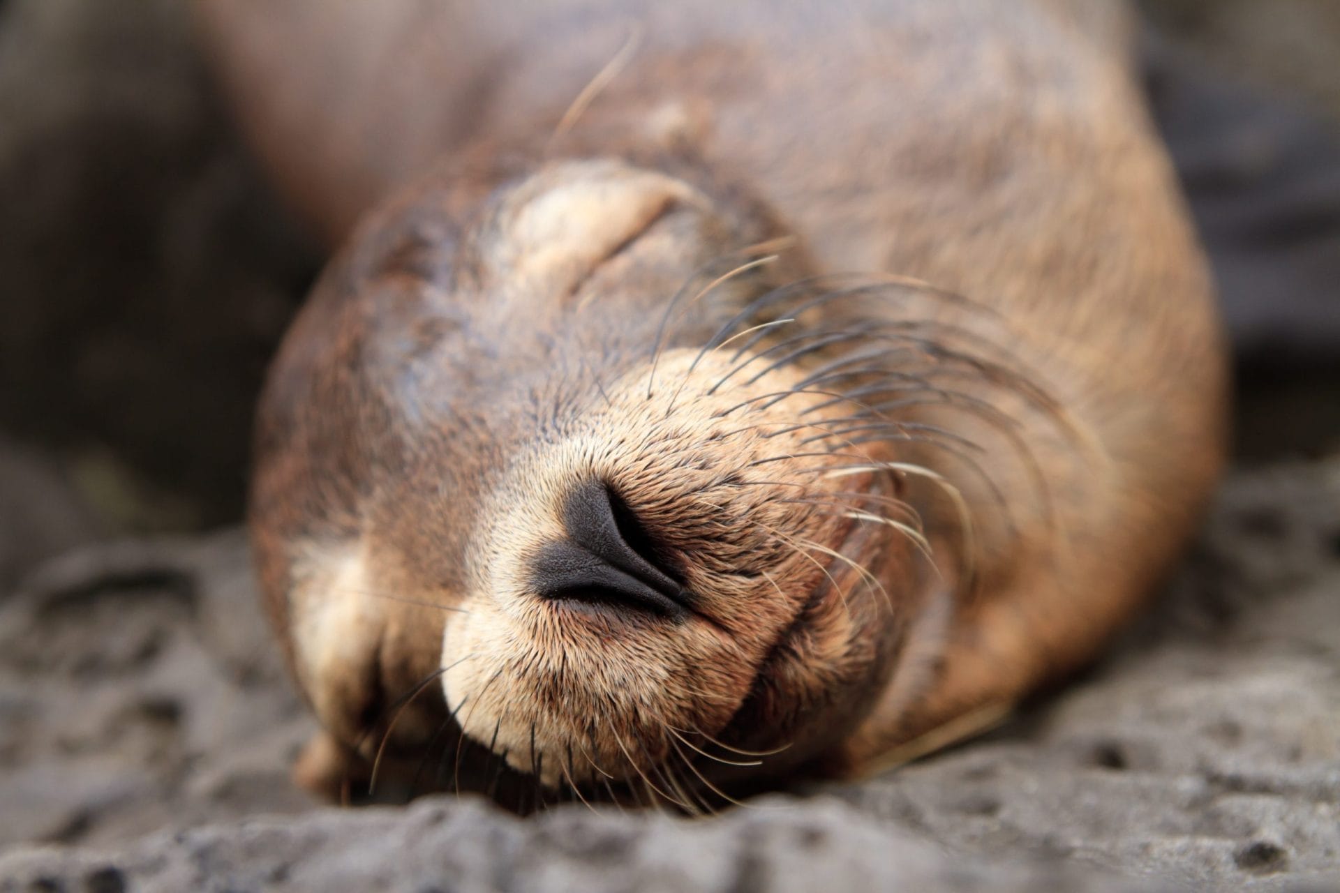 Sea lion sleeping