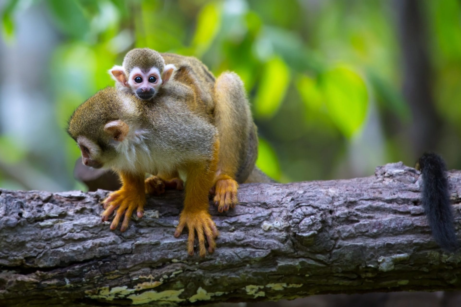 Squirrel monkeys on a tree in the Amazon Rainforest