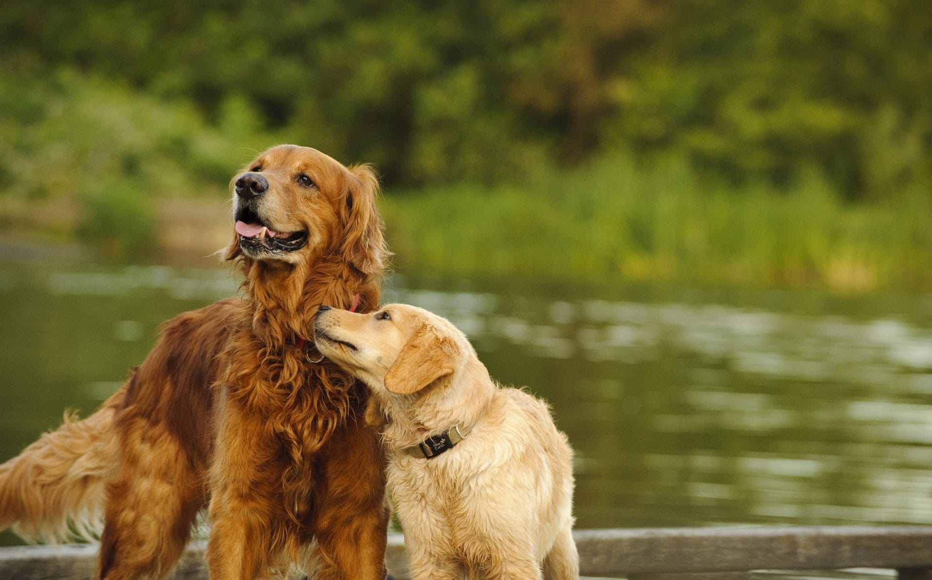 Puppy and older dog