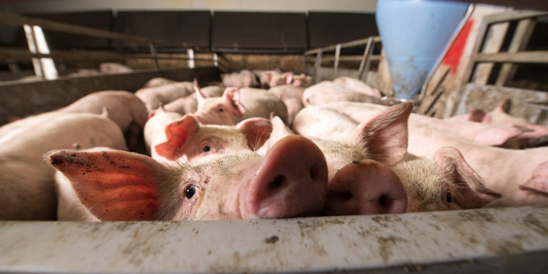Pigs being transported