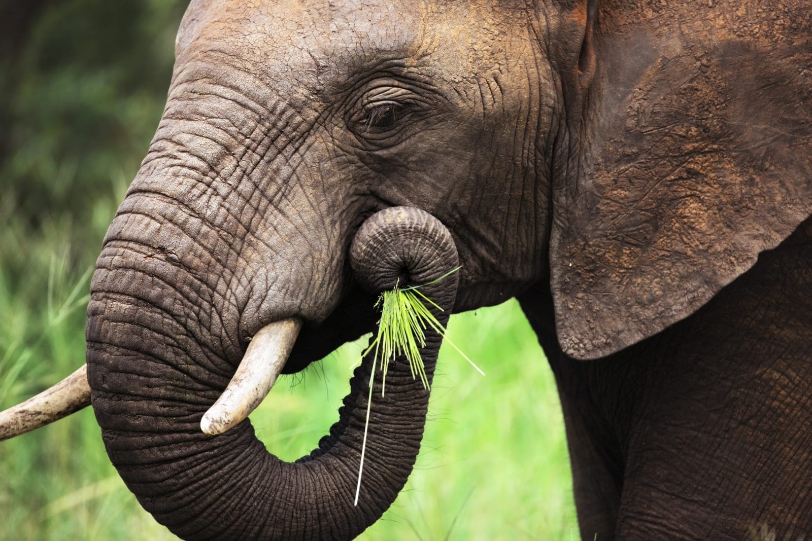 african elephant
